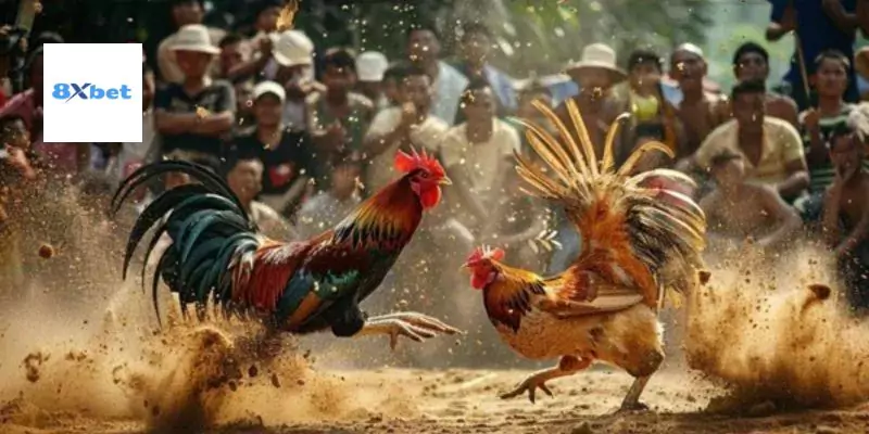 Trực Tiếp Đá Gà Casino Tại 8xbet – Thăng Hoa Cảm Xúc Giải Trí Đỉnh Cao Mỗi Ngày